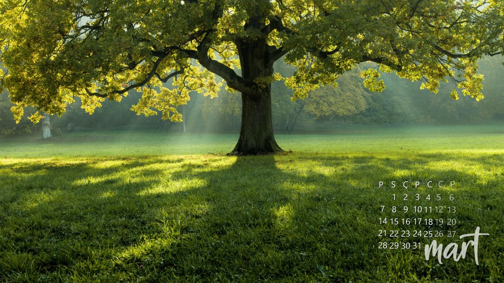 büyük ağaç arkaplan