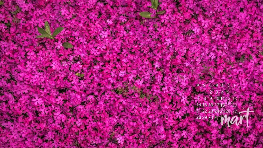 mor çiçekler arkaplan