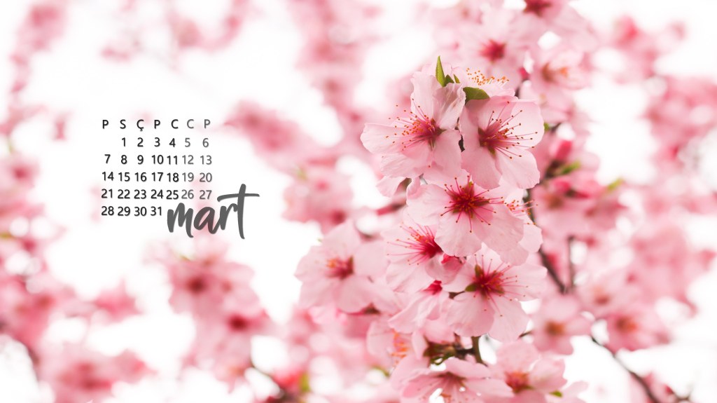 kiraz çiçeği arkaplan